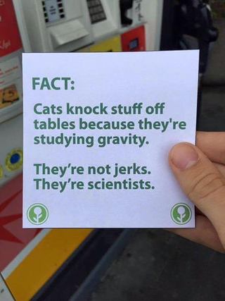 Illustration for article titled Study shows cats understand physics!